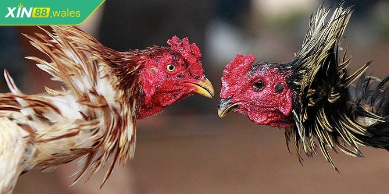 Các hình thức đá gà online Xin88