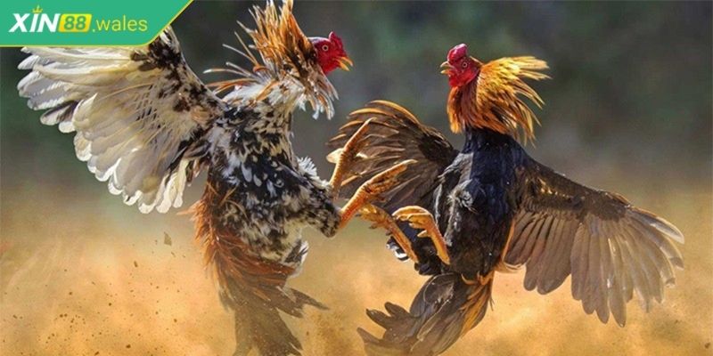 Cách thức tính tiền cược