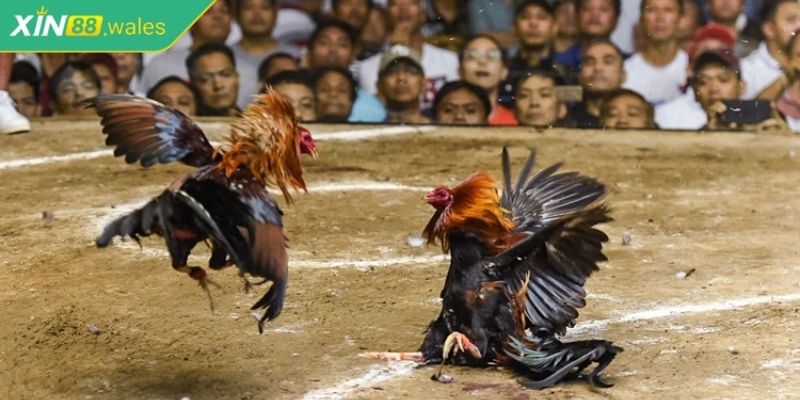 Đá gà online Xin88 là gì?
